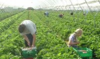 Fizyczna praca Niemcy przy zbiorach warzyw w szklarni bez znajomości języka