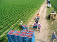 Oferta pracy w Niemczech przy zbiorze truskawek bez języka wakacje 2014 Anklam