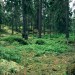 praca-lesnictwo4-las-szwecja