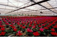 Holandia praca przy kwiatach w szklarni-uprawa, zbiory chryzantem Haga