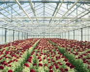 Oferta pracy w Holandii przy kwiatach w szklarni Haga bez znajomości języka