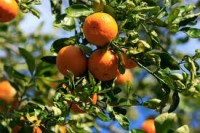 Hiszpania praca przy zbiorach owoców bez znajomości języka Algorfa
