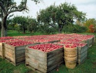 Praca Niemcy w sadzie od zaraz bez znajomości języka przy zbiorach jabłek