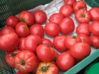Dam pracę w Holandii przy zbiorach pomidorów dla kobiet od zaraz bez języka