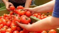 Praca w Norwegii bez języka przy zbiorach pomidorów ze szklarni Kongsvinger