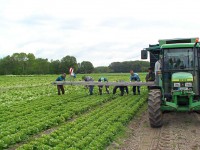 Od zaraz praca Anglia na farmie przy zbiorach warzyw bez języka Hereford