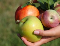 Sezonowa praca Niemcy bez języka w sadzie zbiory jabłek od zaraz Cottbus