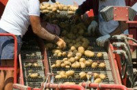 Praca Dania na produkcji przy sortowaniu ziemniaków bez języka Ribe