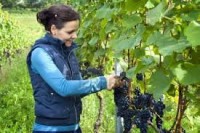 Oferta pracy we Francji przy zbiorach owoców-winogron bez znajomości języka
