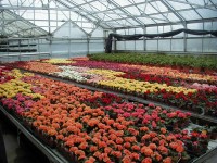 Holandia praca ogrodnicza bez języka przy kwiatach dla kobiet od zaraz Westland