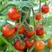 pomidory-zbiory-zagranica