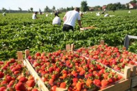 Praca w Anglii przy zbiorach owoców – truskawek bez języka od maja/czerwca