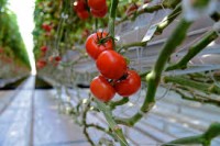 Oferta sezonowej pracy w Holandii przy zbiorach pomidorów bez języka Goes