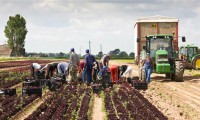 Anglia praca w rolnictwie przy zbiorach bez znajomości języka Skelmersdale