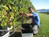Bez doświadczenia sezonowa praca Anglia przy zbiorach winogron Alfriston