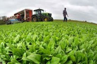 Oferta sezonowej pracy w Anglii na farmie przy zbiorach warzyw od zaraz