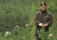 Sezonowa praca Dania w leśnictwie przy drzewkach bez znajomości języka