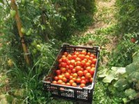 Praca w Niemczech przy zbiorach pomidorów w szklarni bez języka Zwickau