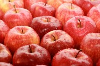 Oferta pracy w Niemczech przy zbiorach jabłek bez znajomości języka 2015