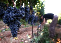 Sezonowa praca Anglia przy zbiorach winogron z Alfriston od zaraz