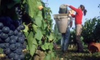 Praca w Anglii dla Polaków przy zbiorach winogron od września Alfriston