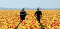 Holandia praca w ogrodnictwie przy kwiatach bez znajomości języka 2015
