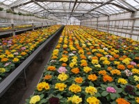 Praca w Holandii przy kwiatach w ogrodnictwie Zwolle bez języka od zaraz