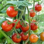 Sezonowa praca w Niemczech przy zbiorach pomidorów bez języka od zaraz