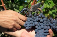 Bez języka Niemcy praca sezonowa przy zbiorach winogron od zaraz Stuttgart