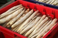 Oferta sezonowej pracy w Niemczech przy zbiorach szparagów bez języka Hesja