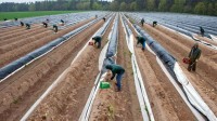 Francja praca sezonowa przy zbiorach szparagów dla Polaków bez języka