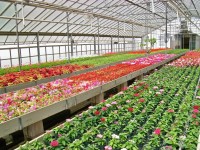Holandia praca w ogrodnictwie od zaraz przy kwiatach bez języka Haga