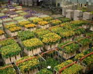 Ogrodnictwo Niemcy praca przy kwiatach pielęgnacji wrzosów Lipsk od zaraz