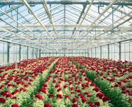 Ogłoszenie pracy w Holandii ogrodnictwo przy kwiatach bez znajomości języka