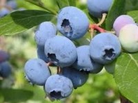 Sezonowa praca Anglia zbiory owoców miękkich bez języka od zaraz Peterborough
