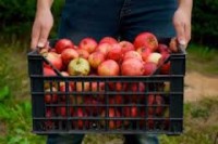 Sezonowa praca w Anglii bez znajomości języka zbiory jabłek od zaraz Wisbech
