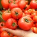 zbiory-pomidorow-szklarnia2