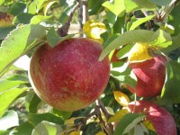 Od zaraz Norwegia praca sezonowa bez języka zbiory jabłek i gruszek Elverum
