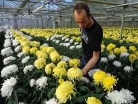 Od zaraz dam pracę w Holandii w ogrodnictwie przy kwiatach Haga bez języka