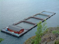 Oferta fizycznej pracy w Norwegii na farmie ryb od zaraz bez języka Horten