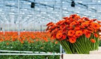 Praca w Holandii na szklarni przy kwiatach od zaraz, Naaldwijk