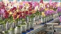 Praca Holandia ogrodnictwo bez znajomości języka przy kwiatach od zaraz 2017 Moerkapelle