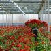 21853817-cultivo-de-flores-de-la-margarita-en-un-invernadero-en-Klazienaveen-pa-ses-bajos-Foto-de-archivo