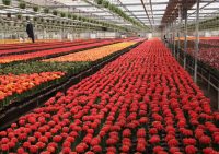 Ogrodnictwo od zaraz ogłoszenie pracy w Niemczech bez języka przy kwiatach Emsbüren