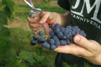 Francja praca bez znajomości języka przy zbiorach winogron od września 2017