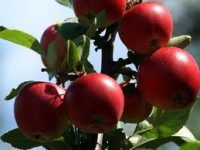 Od zaraz ogłoszenie pracy w Norwegii przy zbiorach jabłek bez języka Hamar