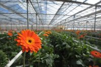 Ogrodnictwo 2017 od zaraz Niemcy praca przy kwiatach bez znajomości języka Straelen