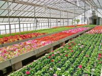 Ogrodnictwo bez języka ogłoszenie pracy w Danii od zaraz przy kwiatach Odense