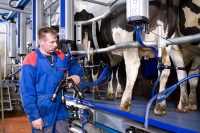 Rolnictwo od zaraz oferta pracy w Danii bez języka na farmie Haderslev
