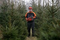 Pracownik leśny Dania praca sezonowa przy choinkach – wycinka drzewek w Kolding